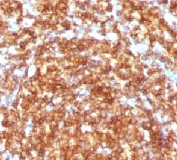 IHC testing of FFPE human tonsil and CD45RB antibody (clone CDLA45RB-1).