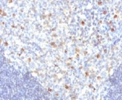 IHC analysis of FFPE human tonsil tissue and IgM antibody (clone MuHC2). Required HIER: boil sections in pH 9 10mM Tris with 1mM EDTA for 10-20 min followed by cooling at RT for 20 min.