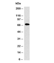 Western blot analysis of IgM antibody and Raji cell lysate (clone MuHC2). Expected molecular weight: 70-75 kDa.~