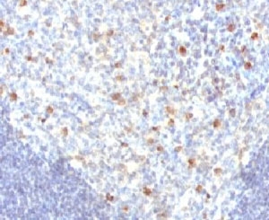 IHC analysis of FFPE human tonsil tissue and IgM antibody (clone MuHC2). Required HIER: boil sections in pH 9 10mM Tris with