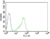 Intracellular FACS testing of human 293 cells with Nucleoli Marker antibody (green) and isotype control (gray).