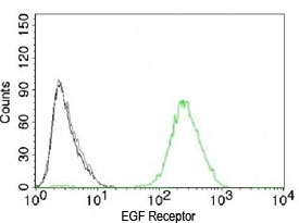 FACS testing of A431 cells with isotype control (gray), without primary antibody (black) and EGFR an