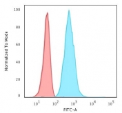 Flow cytometry testing of permeabilzed human HeLa cells with Cytokeratin 8 antibody (clone CYKN8-1); Red=isotype control, Blue= Cytokeratin 8 antibody.