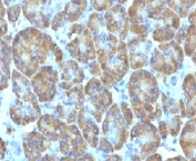 IHC testing of FFPE human pancreas with TOP1MT antibody (clone TPIMT-1). Staining of formalin/paraffin tissues requires boiling tissue sections in pH 9 10mM Tris with 1mM EDTA for 10-20 min followed by cooling at RT for 20 min.