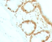 IHC testing of FFPE rat colon tissue and p27Kip1 antibody (clone KIP27-1).Staining of formalin-fixed tissues requires boiling tissue sections in pH 9 10mM Tris with 1mM EDTA for 10-20 min followed by cooling at RT for 20 min.