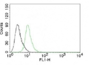 FACS testing of Jurkat cells and Alexa Fluor 488-labeled p27Kip1 antibody (clone KIP27-1).