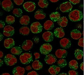 Immunofluorescent staining of PFA-fixed human Raji cells with CD79a antibody (green, clone CDLA79a-1) and Reddot nuclear stain (red).~