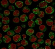 Immunofluorescent staining of PFA-fixed human Raji cells with CD79a antibody (green, clone CDLA79a-1) and Reddot nuclear stain (red).