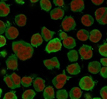 Immunofluorescent staining of PFA-fixed human K562 cells with Calponin antibody (green, clone CLPN5-1) and Reddot nuclear stain (red).~