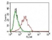 Intracellular FACS testing of human MCF-7 cells:  Black=cells alone; Green=isotype control; Red=ER antibody