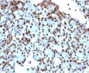 IHC staining of rat pancreas with SUMO1 antibody (clone S1MT-2).Required HIER: boil tissue sections in pH 9 10mM Tris with 1mM EDTA for 10-20 min.