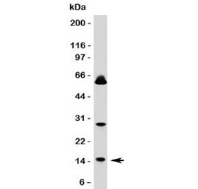 Western blot testing of SUMO1 antibody and human HeLa lysate (clone S1MT-2).~
