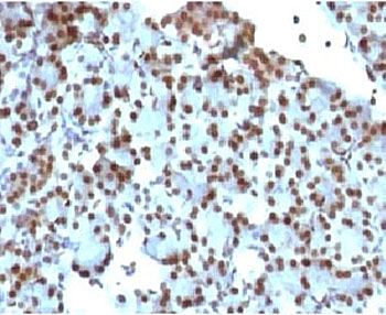 IHC staining of rat pancreas with SUMO1 antibody (clone S1MT-2). Required HIER: boil tis