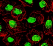 Immunofluorescent testing of PFA-fixed human HepG2 cells with SUMO1 antibody (green, clone S1MT-2) and Phalloidin (red).