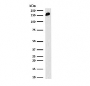 Western blot testing of human spleen lysate with CD45RA antibody (clone CDLA45RA-1). Expected molecular weight: 147-220 kDa depending on glycosylation level.