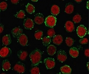 Immunofluorescence staining of PFA-fixed human Jurkat cells with CD45RA antibody (clone CDLA45RA-1, green) and Reddot nuclear stain (red).