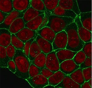 Immunofluorescent staining of human MCF7 cells with HER2 antibody (clone 2KRI7, green) and Reddot nuclear stain (red).~