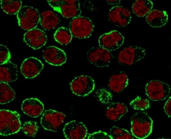 Immunofluorescent staining of human Raji cells with CD19 antibody (clone CDLA19-1, green) and Reddot nuclear stain (red).~