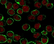 Immunofluorescent staining of human Raji cells with CD19 antibody (clone CDLA19-1, green) and Reddot nuclear stain (red).