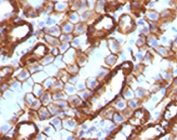IHC testing of FFPE mouse kidney with Cadherin 16 antibody (clone KSCP2). Staining of formalin-fixed tissues requires boiling tissue sections in 10mM Tris with 1mM EDTA, pH 9.0, for 10-20 min followed by cooling at RT for 20 min.