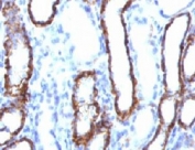 IHC testing of FFPE rat kidney and Cadherin 16 antibody (clone KSCP2). Staining of formalin-fixed tissues requires boiling tissue sections in 10mM Tris with 1mM EDTA, pH 9.0, for 10-20 min followed by cooling at RT for 20 min.