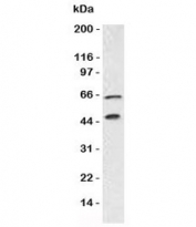 Western blot testing of Chromogranin A antibody and Panc-1 lysate. Predicted molecular weight is 50-75 kDa depending on glycosylation level.
