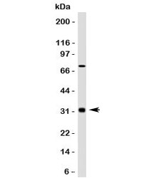 Western blot testing of Bcl10 antibody (clone MUBC10) and HepG2 lysate. Observed molecular weight: 26~33 kDa.~