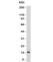 Western blot testing of human HeLa lysate with SUMO2/3 antibody (clone S23MT-1).