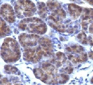 IHC testing of FFPE human pancreas and Golgi antibody (clone CRFG1). FFPE testing requires sections to be boiled in pH 9 10mM Tris with 1mM EDTA followed by cooling at RT for 20 min., prior to staining.