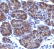 IHC testing of FFPE human pancreas and Golgi antibody (clone CRFG1). FFPE testing requires sections to be boiled in pH 9 10mM Tris with 1mM EDTA followed by cooling at RT for 20 min., prior to staining.