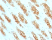 IHC testing of FFPE rat stomach with Basic Cytokeratin antibody (clone BCCK1-1).