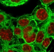 Immunofluorescent staining of PFA-fixed human MCF7 cells with HSP27 antibody (clone SRPR27, green) and Reddot nuclear stain (red).
