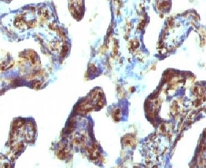 IHC testing of FFPE human placenta with Moesin antibody (clone EDLP70). HIER: steam section in pH6 citrate buf