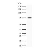Western blot testing of human Jurkat cell lysate with Moesin antibody (clone EDLP70). Predicted molecular weight ~68 kDa but routinely observed at 68-78 kDa.