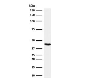 Western blot testing of HCT-116 cell lysate with Cytokeratin 18 antibody (clone CTKN18-1). Predicted molecular weight ~48 kDa.