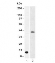 Western blot testing of 1) partial recombinant ARG1 protein and 2) human liver lysate using Arginase 1 antibody (T1ARG-1). Predicted molecular weight ~35kDa.