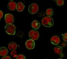 Immunofluorescent staining of Raji cells with HLA-DRB1 antibody (green, clone MHDRb2) and Reddot nuclear stain (red).