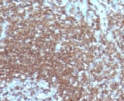 IHC testing of FFPE human tonsil with ICAM3 antibody (clone CDLA50-1).