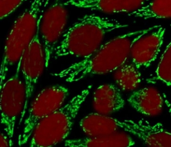 Immunofluorescent staining of MeOH-fixed human HeLa cells with HSP60 antibody (clone SRPR60, green) and Reddot nuclear stain (red).~