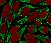 Immunofluorescent staining of MeOH-fixed human HeLa cells with HSP60 antibody (clone SRPR60, green) and Reddot nuclear stain (red).