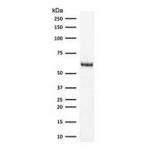 Western blot testing of human HeLa lysate with HSP60 antibody (clone SRPR60). Predicted molecular weight: ~60 kDa.