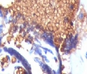 IHC testing of FFPE human placenta and Glycophorin A antibody (clone SGPA35). Staining of formalin-fixed tissues requires boiling tissue sections in pH 9 10mM Tris with 1mM EDTA for 10-20 min followed by cooling at RT for 20 minutes.