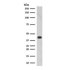 Western blot testing of human K562 cell lysate with Glycophorin A antibody (clone SGPA35). Expected molecular weight: routinely observed at ~16/38 kDa.~