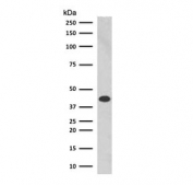 Western blot testing of human K562 cell lysate with Glycophorin A antibody (clone SGPA35). Expected molecular weight: routinely observed at ~16/38 kDa.