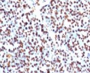 IHC testing of FFPE human pancreas and Histone H1 antibody (clone OSHT-2). Staining of formalin/paraffin tissues requires boiling tissue sections in pH 9 10mM Tris with 1mM EDTA for 10-20 min followed by cooling at RT for 20 min.