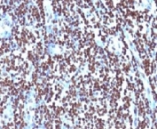 IHC testing of FFPE human tonsil and Histone H1 antibody (clone OSHT-2). Staining of formalin/paraffin tissues requires boiling tissue sections in pH 9 10mM Tris with 1mM EDTA for 10-20 min followed by cooling at RT for 20 min.