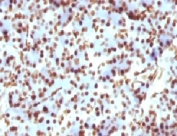 IHC testing of FFPE rat pancreas and Histone H1 antibody (clone OSHT-2). Staining of formalin/paraffin tissues requires boiling tissue sections in pH 9 10mM Tris with 1mM EDTA for 10-20 min followed by cooling at RT for 20 min.
