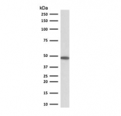 Western blot testing of human HepG2 antibody with Cytokeratin 19 antibody (clone CTKN19-1). Predicted molecular weight ~43 kDa.
