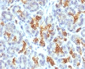 IHC testing of FFPE human pancreas and Keratin 19 antibody (clone CTKN19-1). FFPE testing requires sections to be boiled in pH 9 10mM Tris with 1mM EDTA for 10-20 minutes, followed by cooling at RT for 20 minutes, prior to staining.~