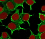 Immunofluorescent staining of permeabilized human MCF7 cells with Cytokeratin 19 antibody (clone CTKN19-1, green) and Reddot nuclear stain (red).